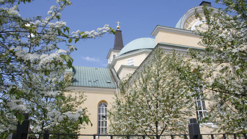 Oulun tuomiokirkko kesäisessä asussa sinistä taivasta vasten. Kuvan etualalla tuomiokirkon puiston kukkivia Pilvikirsikkapuita.