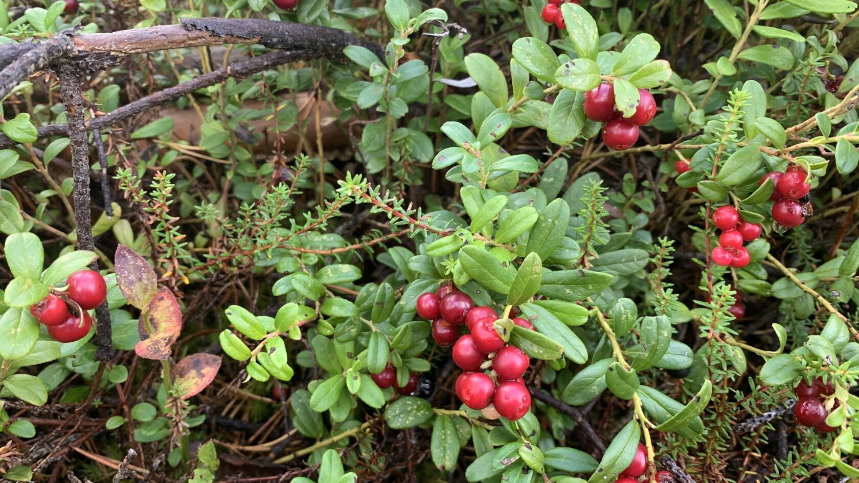 Puolukkamätäs